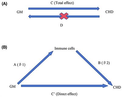 Causal relationship between the gut microbiota, immune cells, and coronary heart disease: a mediated Mendelian randomization analysis